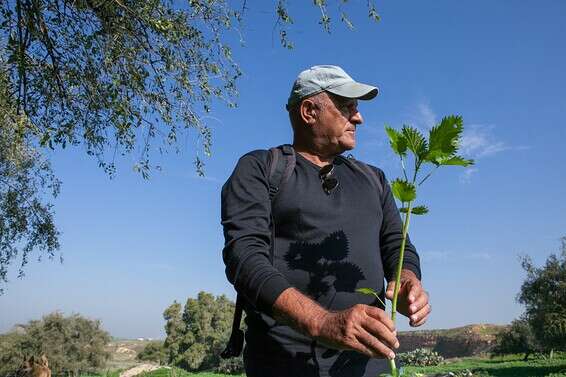 עושה אהבה עם צמחי הארץ. נסים קריספיל בשטח // צילום: איתיאל ציון